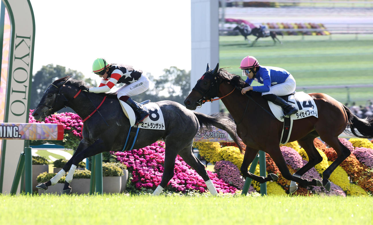 京都5R、逃げ切って新馬戦を制したミニトランザット（左）（撮影・白石智彦）