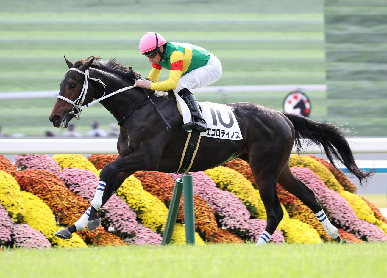 京都5R、ムーア騎手を背に新馬戦を制したエコロディノス（撮影・白石智彦）