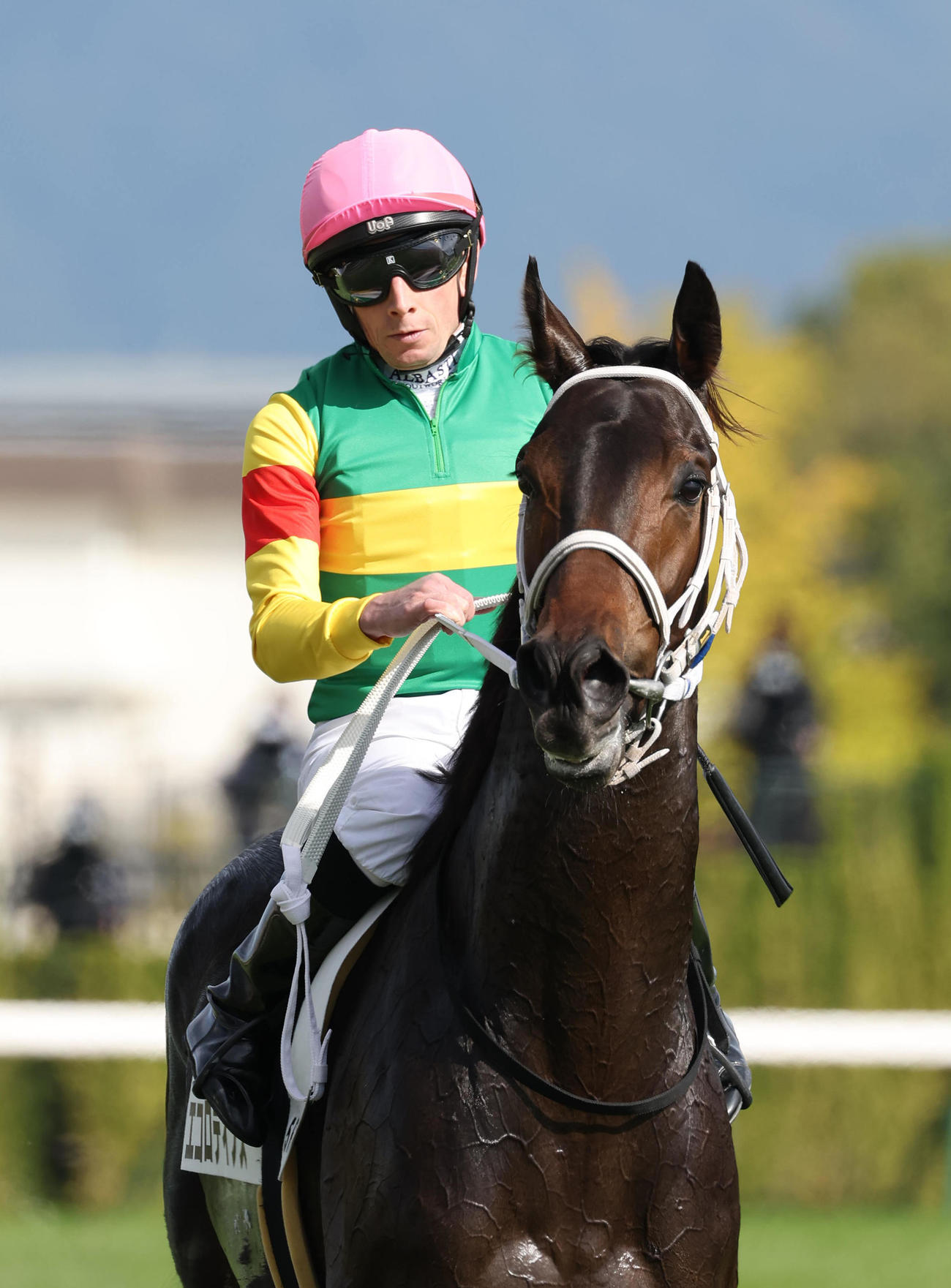 京都5R、ムーア騎手を背に新馬戦を制したエコロディノス（撮影・白石智彦）