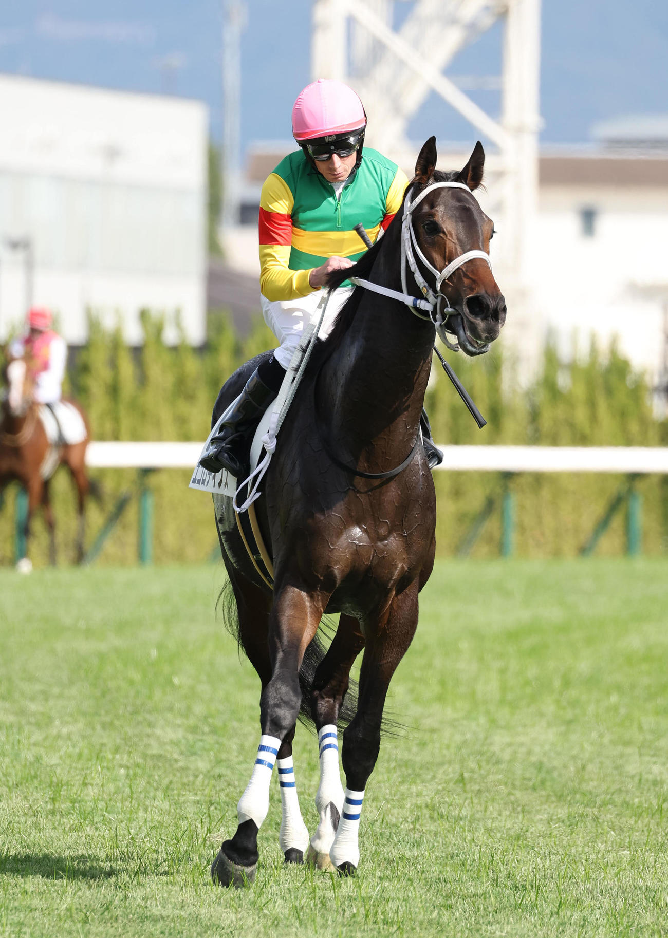 京都5R、ムーア騎手を背に新馬戦を制したエコロディノス（撮影・白石智彦）