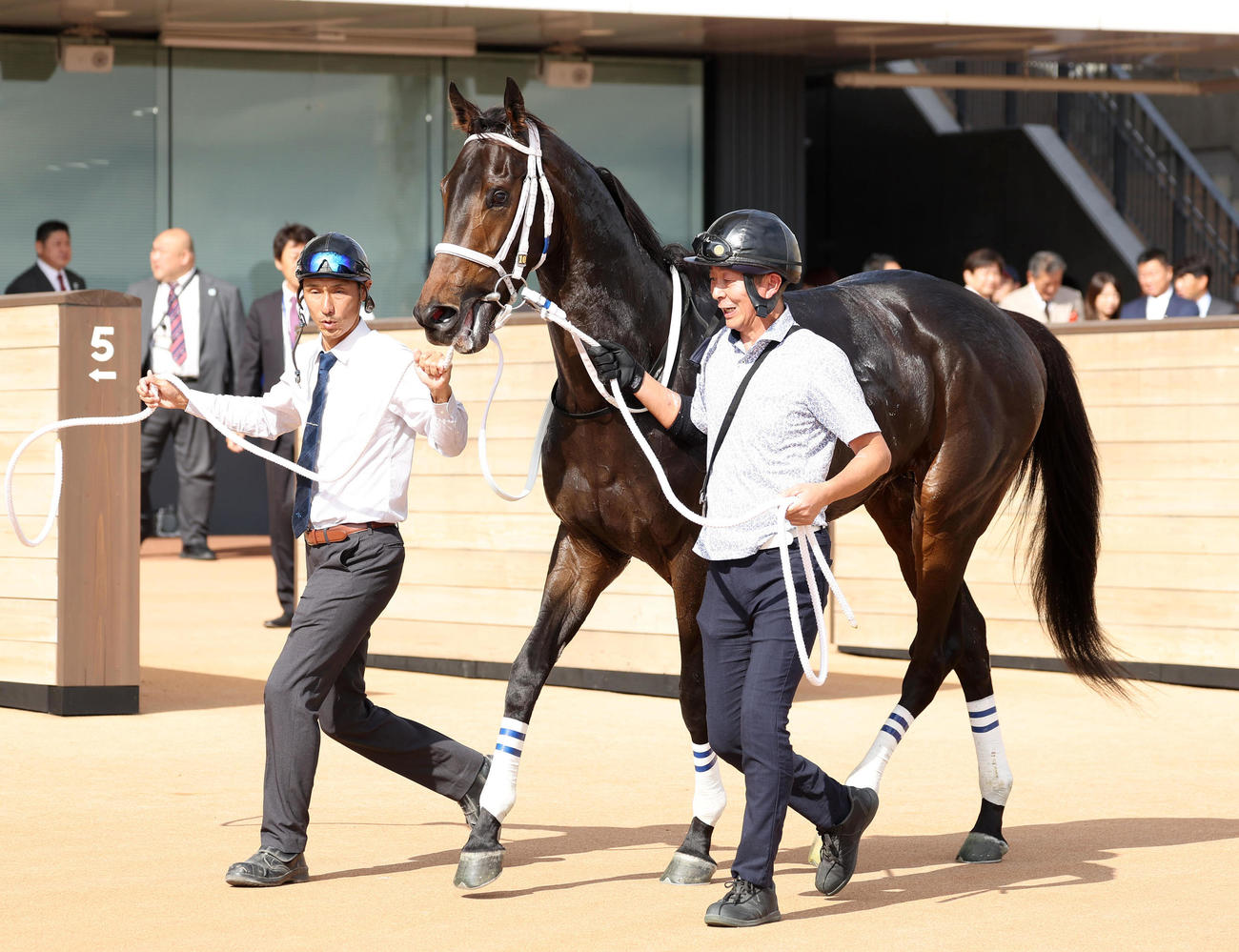 京都5R新馬戦を制したエコロディノス（撮影・白石智彦）