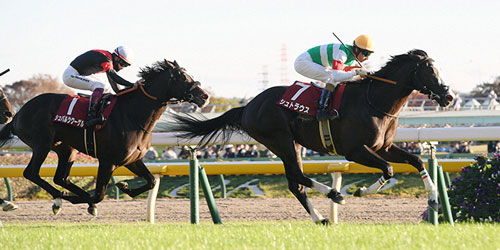 東京スポーツ杯2歳Sを制したシュトラウス（右）、2着シュバルツクーゲル（撮影・柴田隆二）＝2023年11月18日、東京競馬場