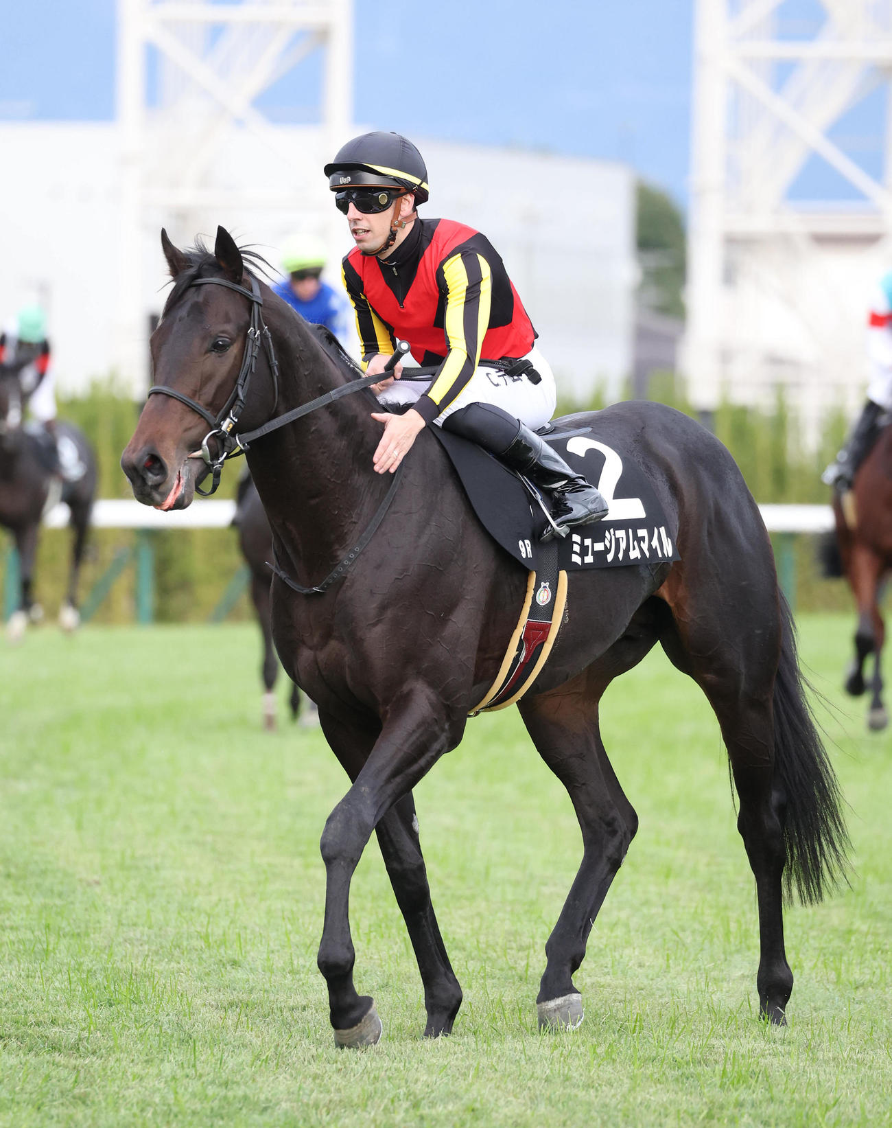 京都9R、黄菊賞を制したミュージアムマイル（撮影・白石智彦）