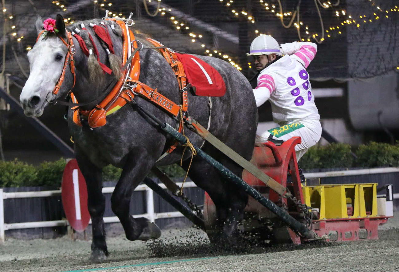 クインCを制したミュウ（写真提供・ばんえい十勝）