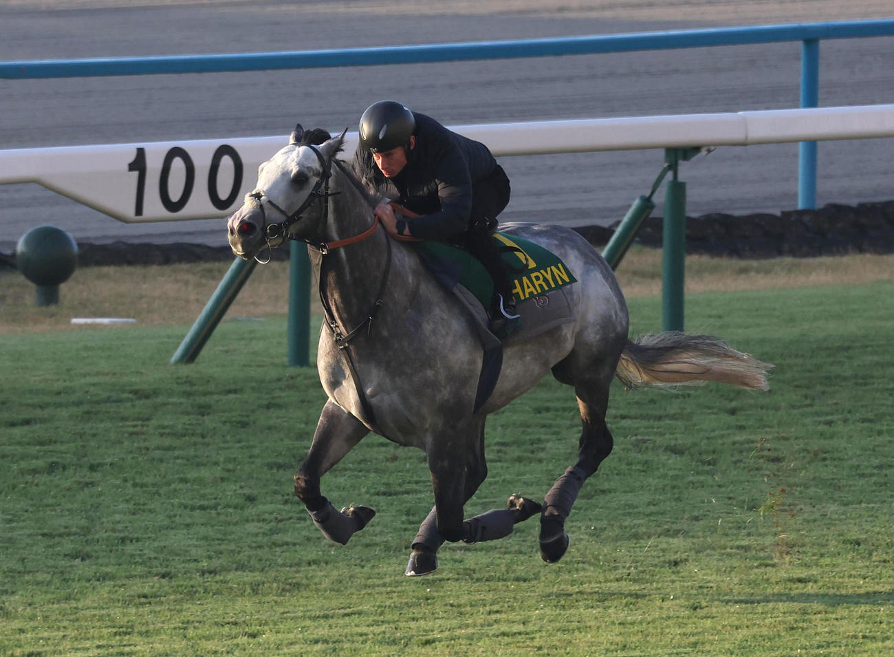R・ムーア騎手を背に京都競馬場の芝コースで追い切るチャリン（撮影・白石智彦）