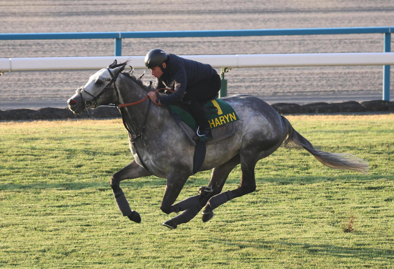 R・ムーア騎手を背に京都競馬場の芝コースで追い切るチャリン（撮影・白石智彦）
