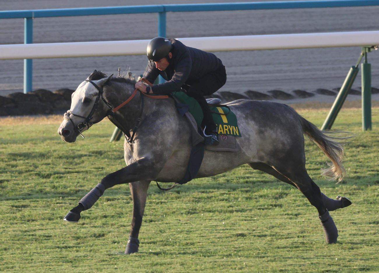 ムーア騎手を背に京都競馬場の芝コースで追い切るチャリン（撮影・白石智彦）