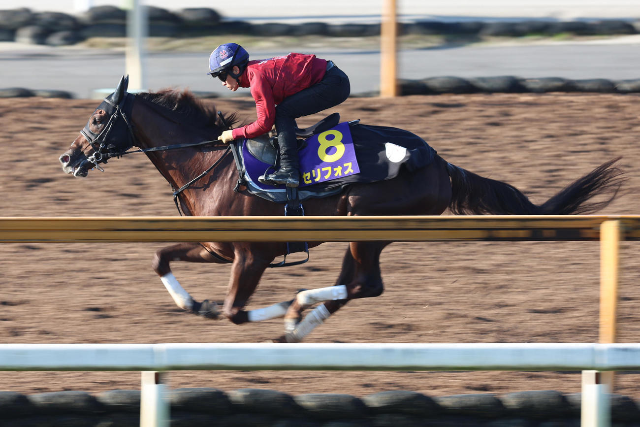 川田騎手が騎乗し、CWコースで速い時計を出したセリフォス