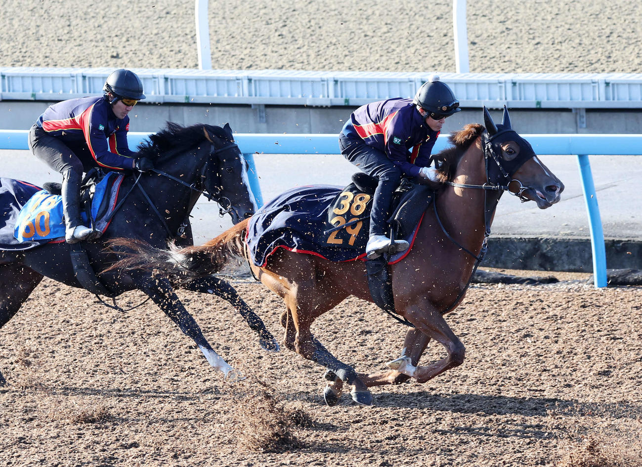 美浦ウッドで併せて追い切るレッドキングリー（右）（撮影・鈴木正人）