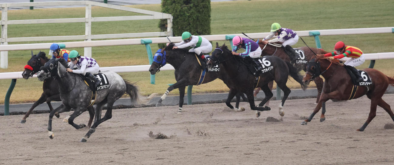 近江特別を制したメイプルタピットと渡辺竜也騎手（左から2頭目）（撮影・宮崎幸一）
