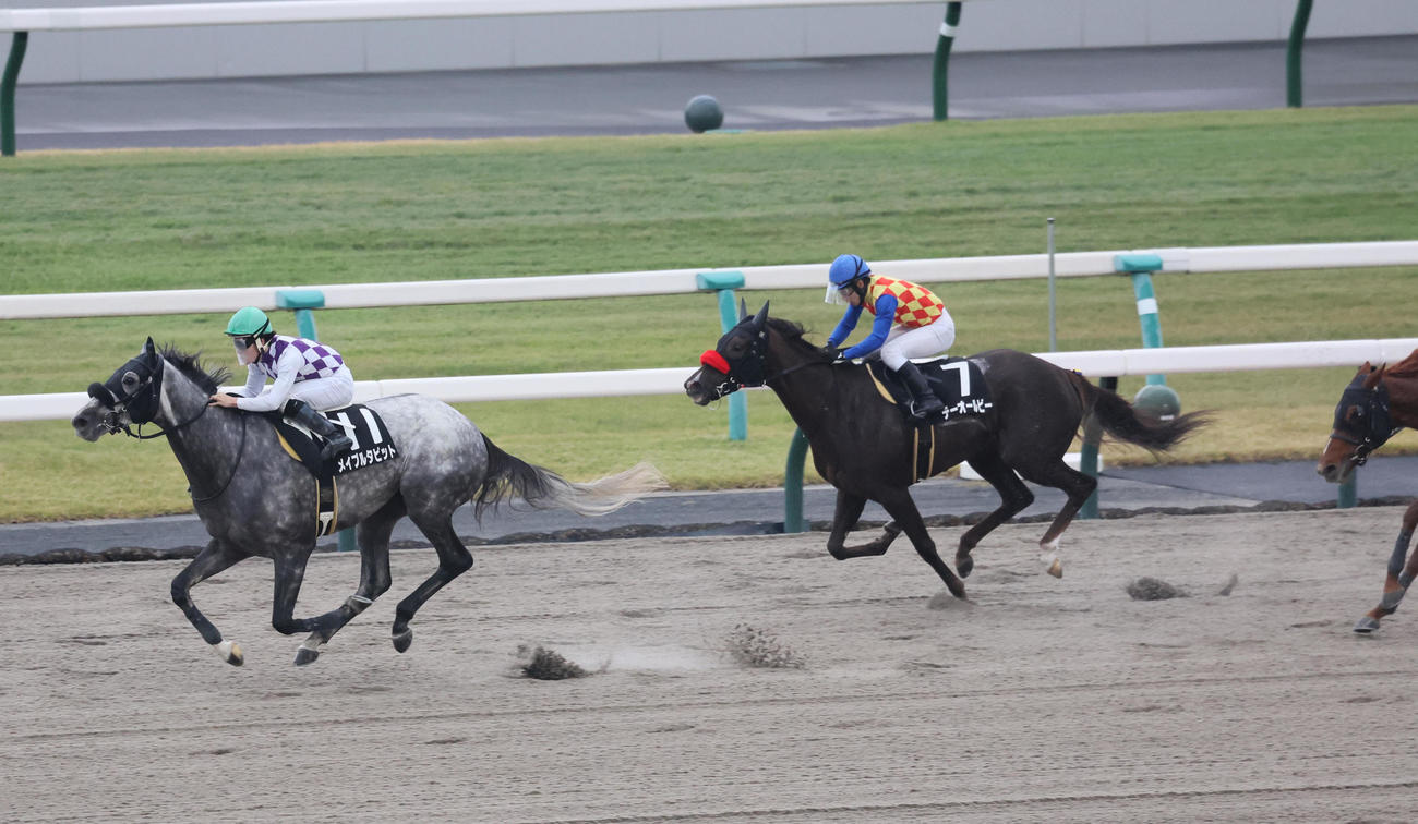 近江特別を制したメイプルタピットと渡辺竜也騎手（左）（撮影・宮崎幸一）