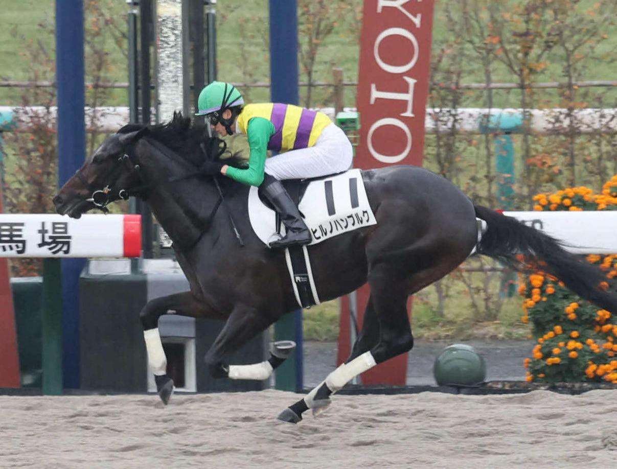 京都6R、新馬戦を制したヒルノハンブルク