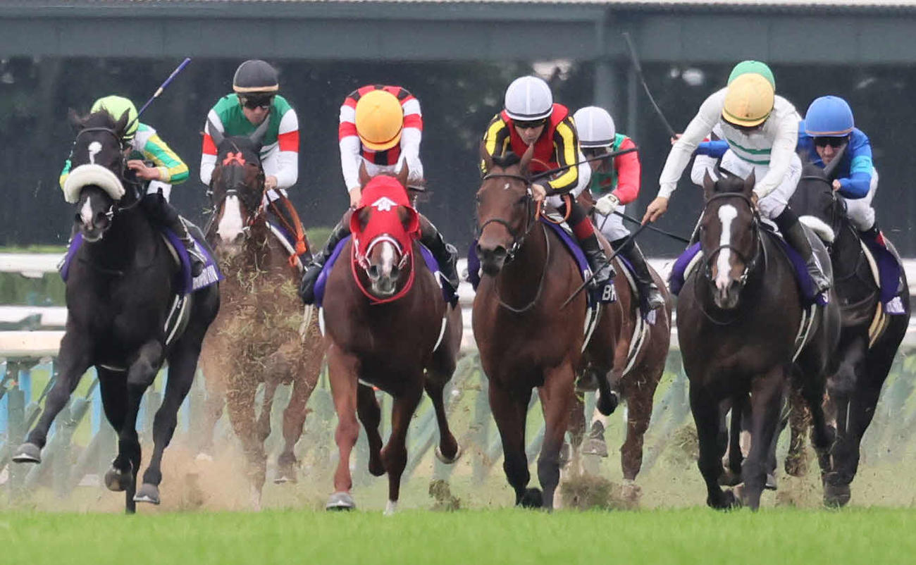 京都11R、直線で失速し最下位で入選するナミュール（左から2頭目）右から2頭目は1着のソウルラッシュ（撮影・宮崎幸一）