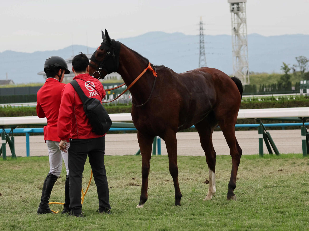 京都11R、直線で失速し最下位で入選するナミュール（撮影・宮崎幸一）