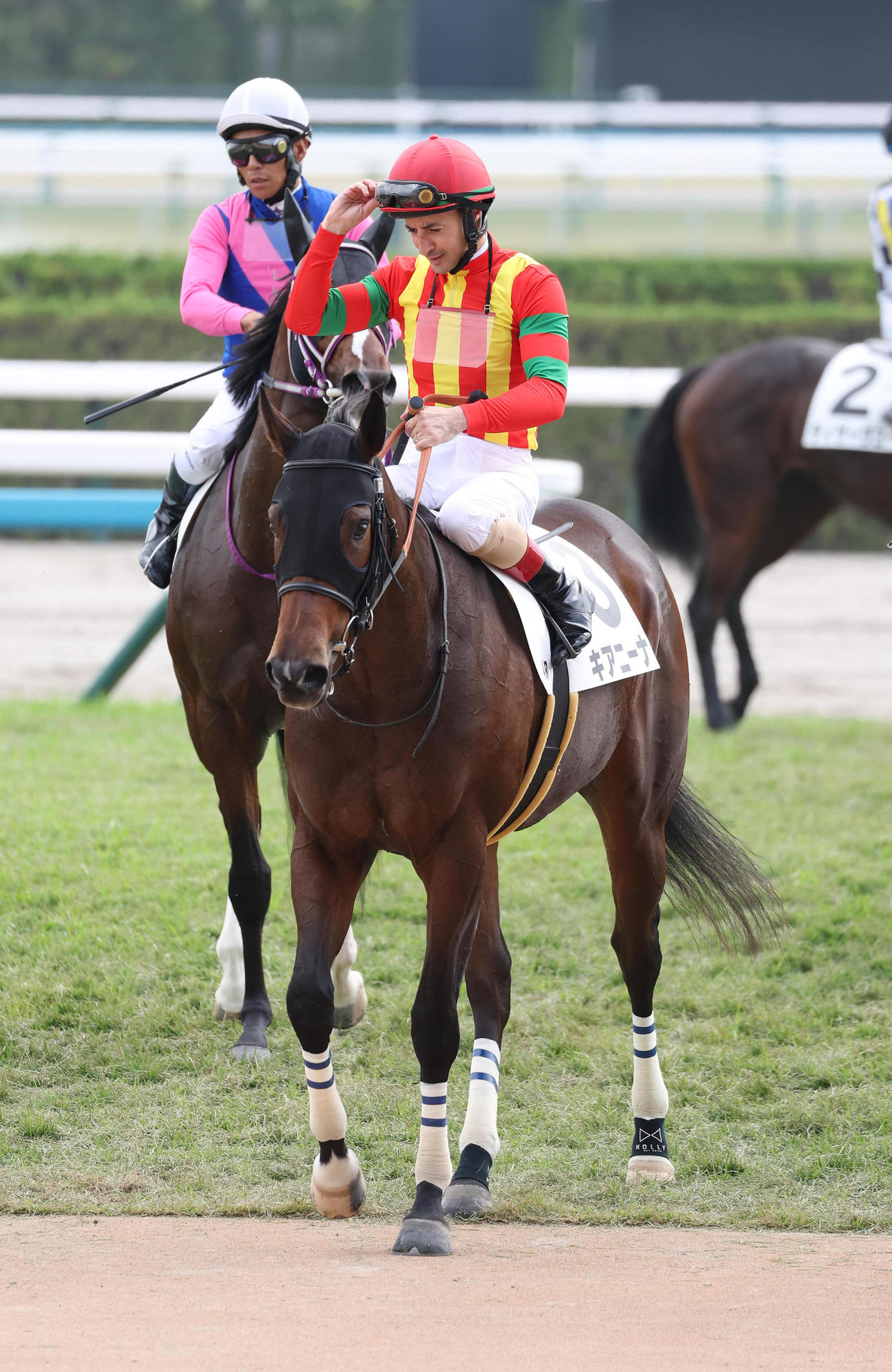 京都4R、新馬戦を制したキアニーナ（撮影・白石智彦）