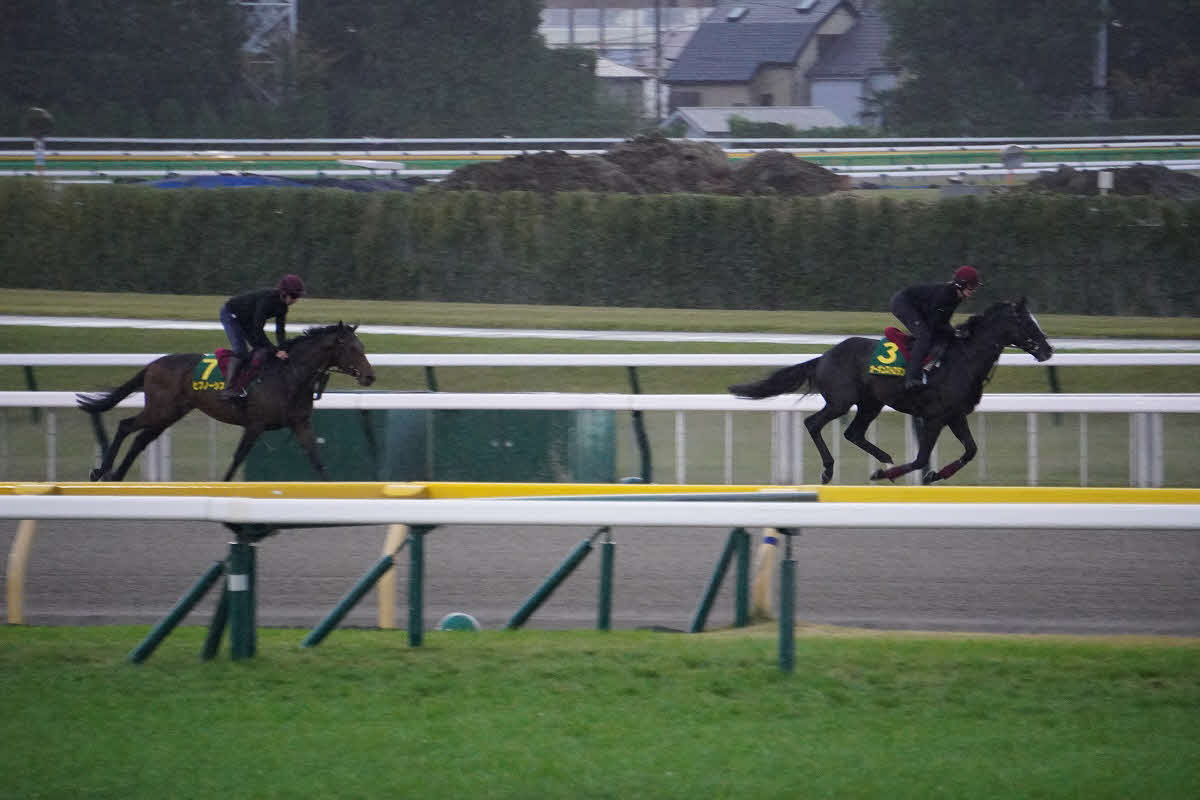 東京競馬場のダートコースで調整したオーギュストロダン（右）と帯同馬ヒプノーシス