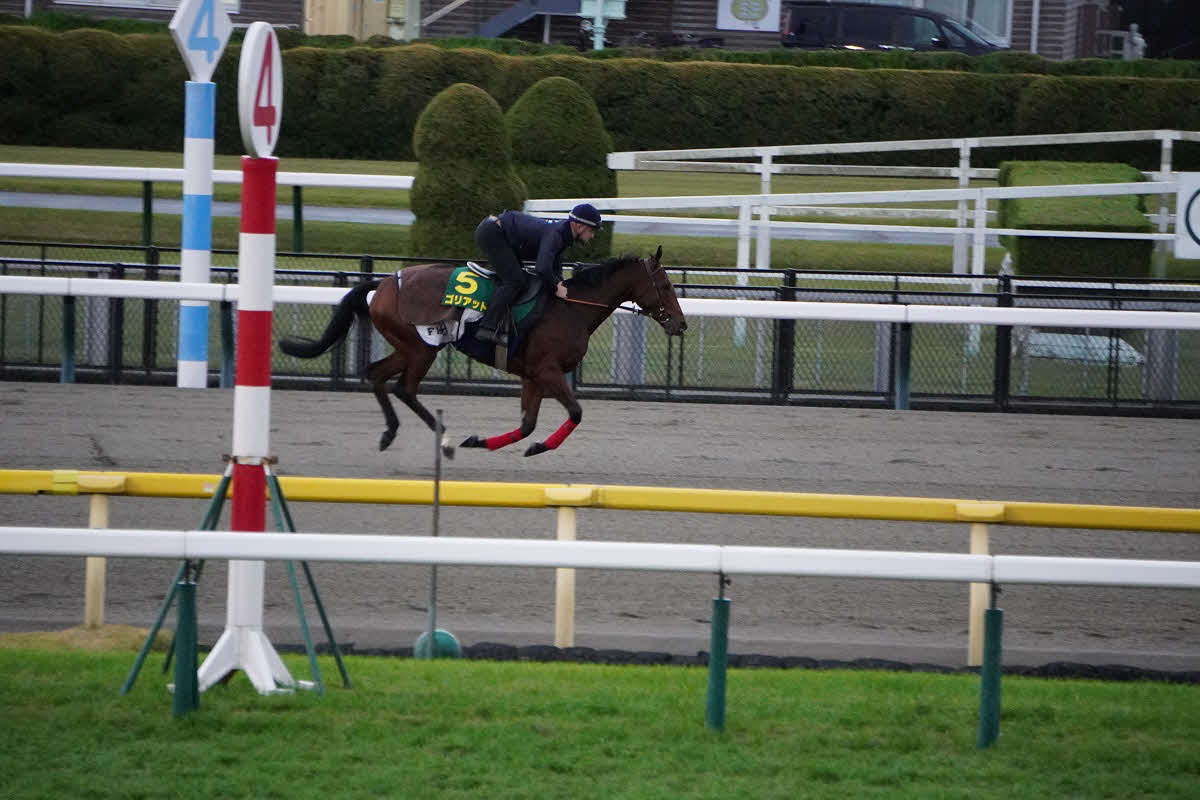 東京競馬場のダートコースで調整したゴリアット