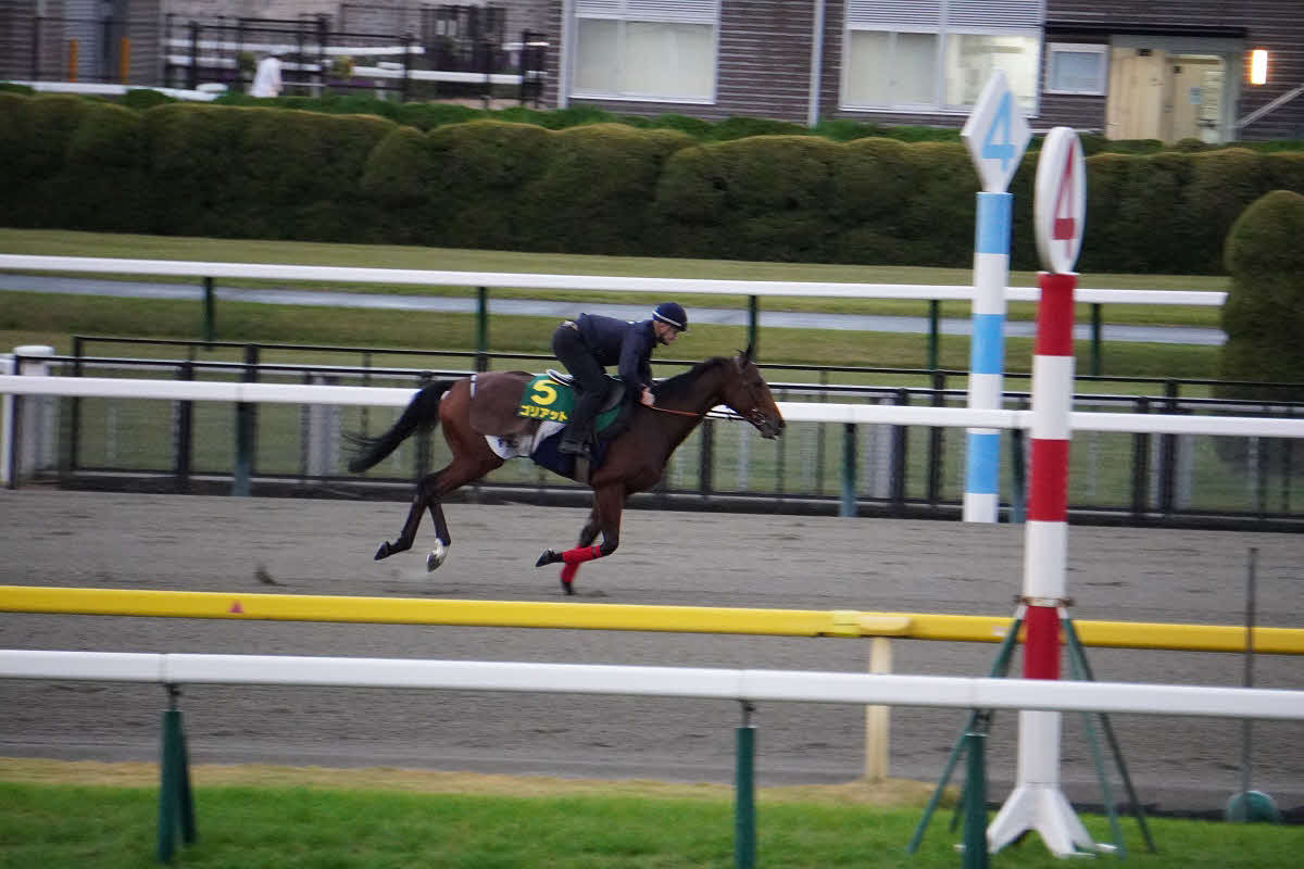 東京競馬場のダートコースで調整したゴリアット