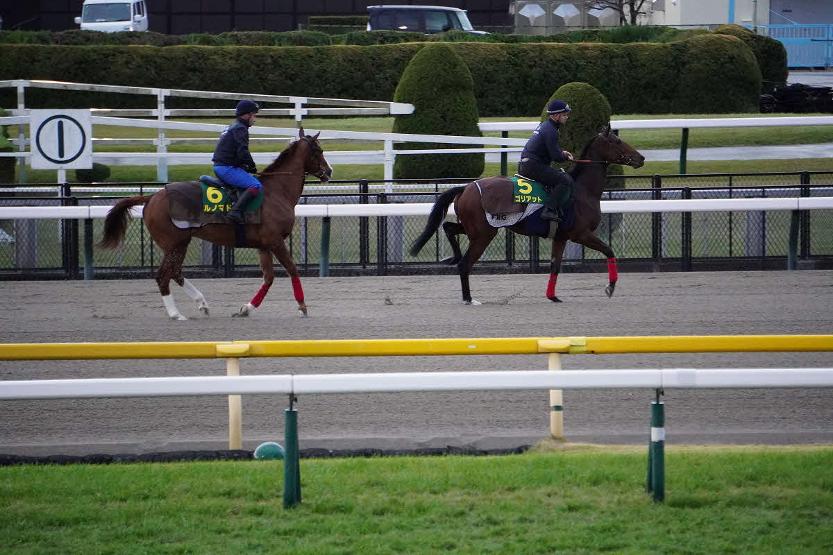 東京競馬場のダートコースで調整したゴリアット（右）とルノマド