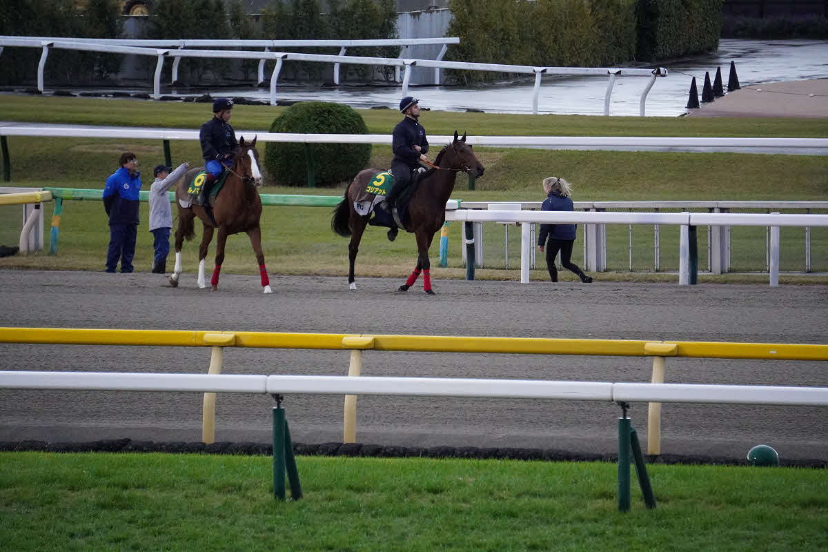 東京競馬場のダートコースに入るゴリアット（右）とルノマド