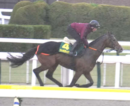 東京競馬場のダートコースで調整したファンタスティックムーン