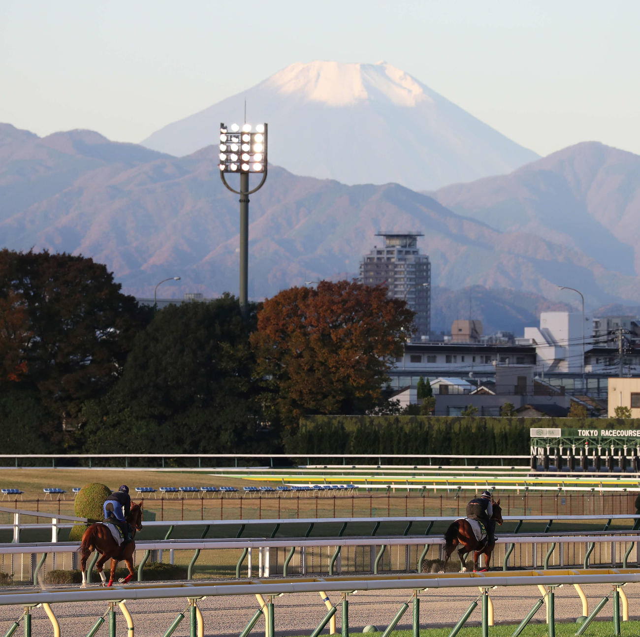 富士山を望む東京競馬場のダートコースで帯同馬（左）と調整するゴリアット（撮影・丹羽敏通）