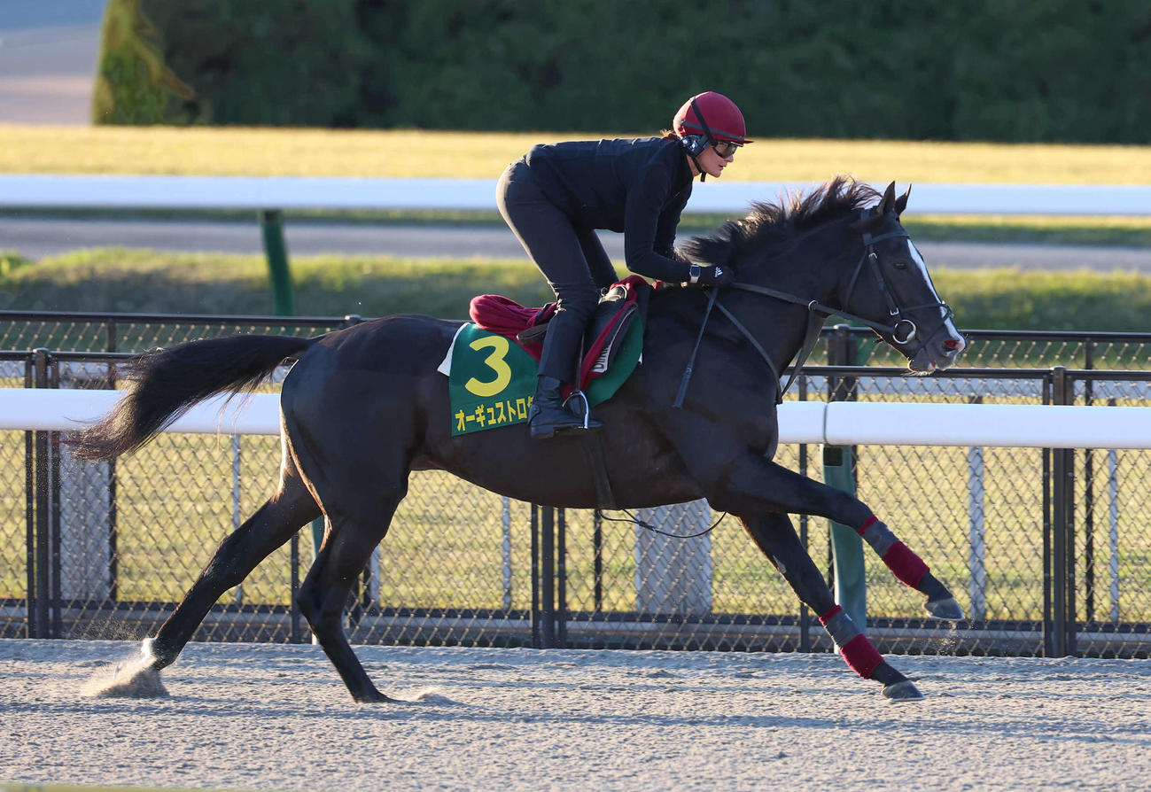 東京競馬場ダートコースで調整するオーギュストロダン（撮影・丹羽敏通）