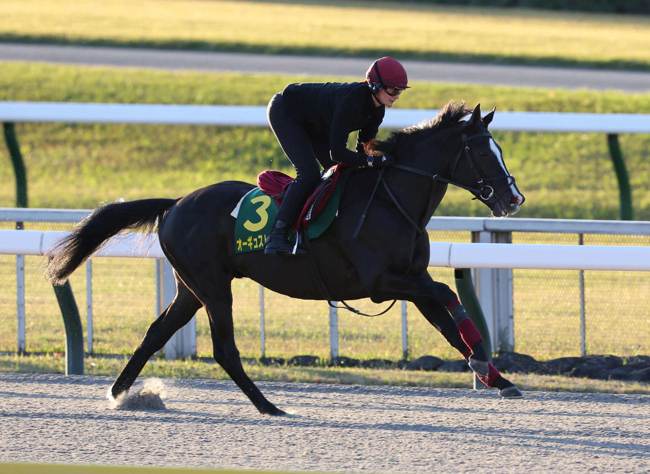 東京競馬場ダートコースで調整するオーギュストロダン（撮影・丹羽敏通）