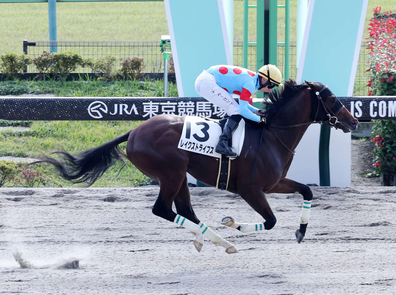 メイクデビュー東京を制したレイクストライプスとT・マーカンド騎手（2024年11月17日撮影）
