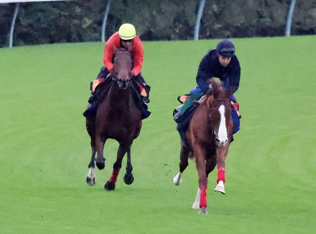 スミオン騎手を背に東京競馬場の芝コースで追い切るゴリアット（左）、右はルノマド（撮影・鈴木正人）