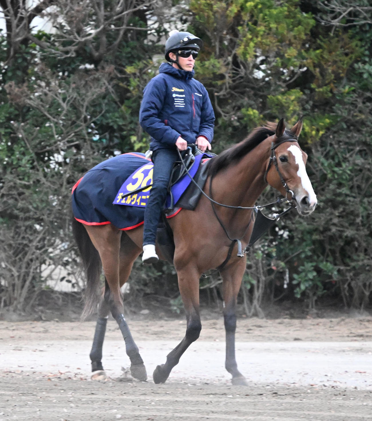乗り運動するチェルヴィニア（撮影・千葉一成）