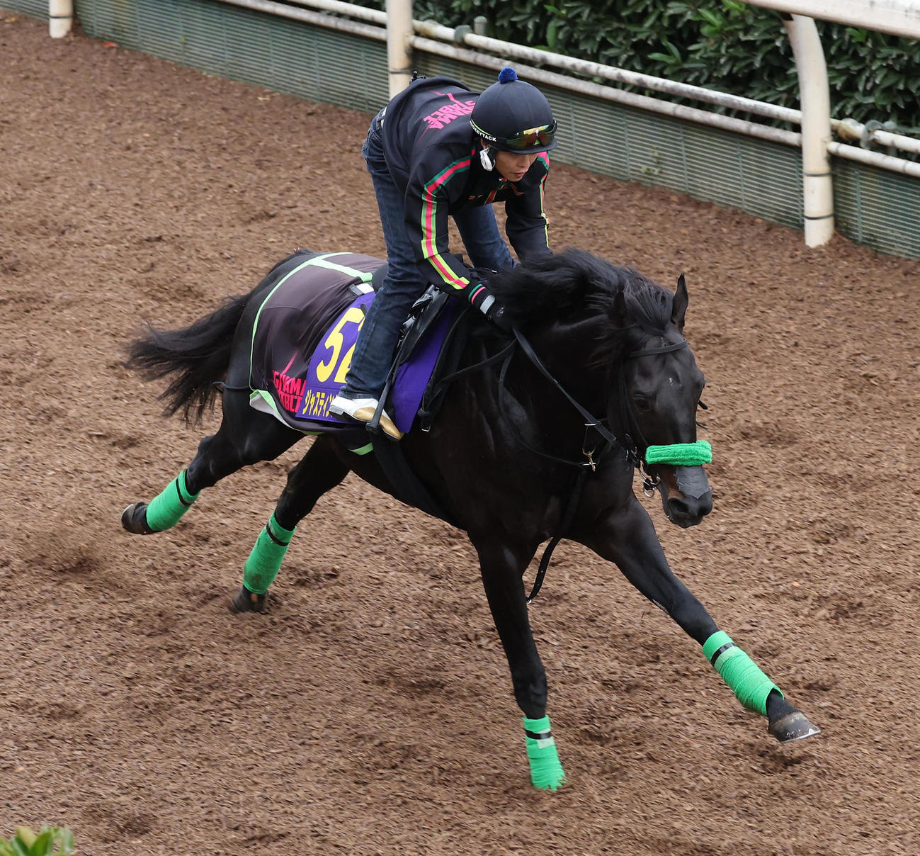 坂路を単走で追い切るジャスティンパレス（撮影・白石智彦）