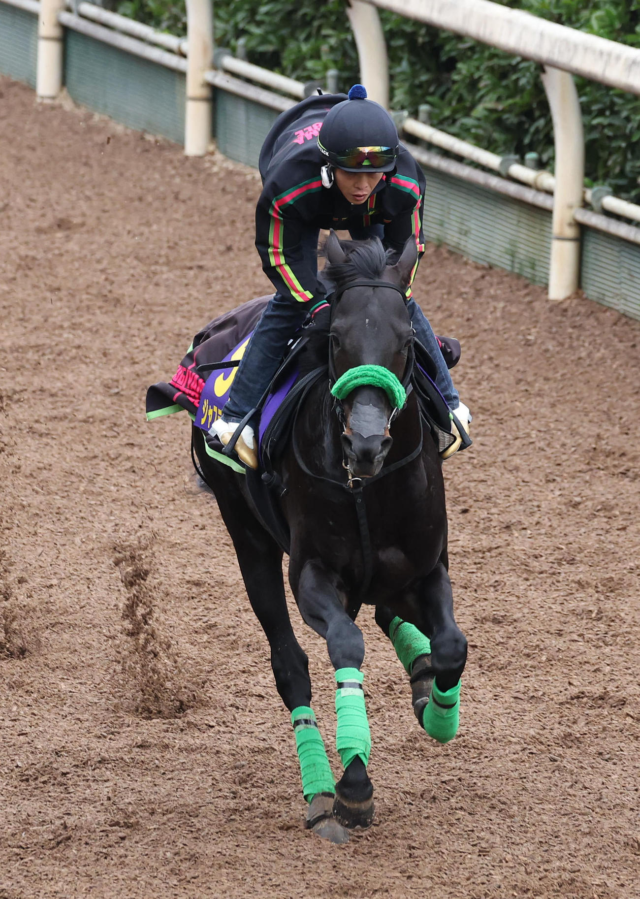 坂路を単走で追い切るジャスティンパレス（撮影・白石智彦）