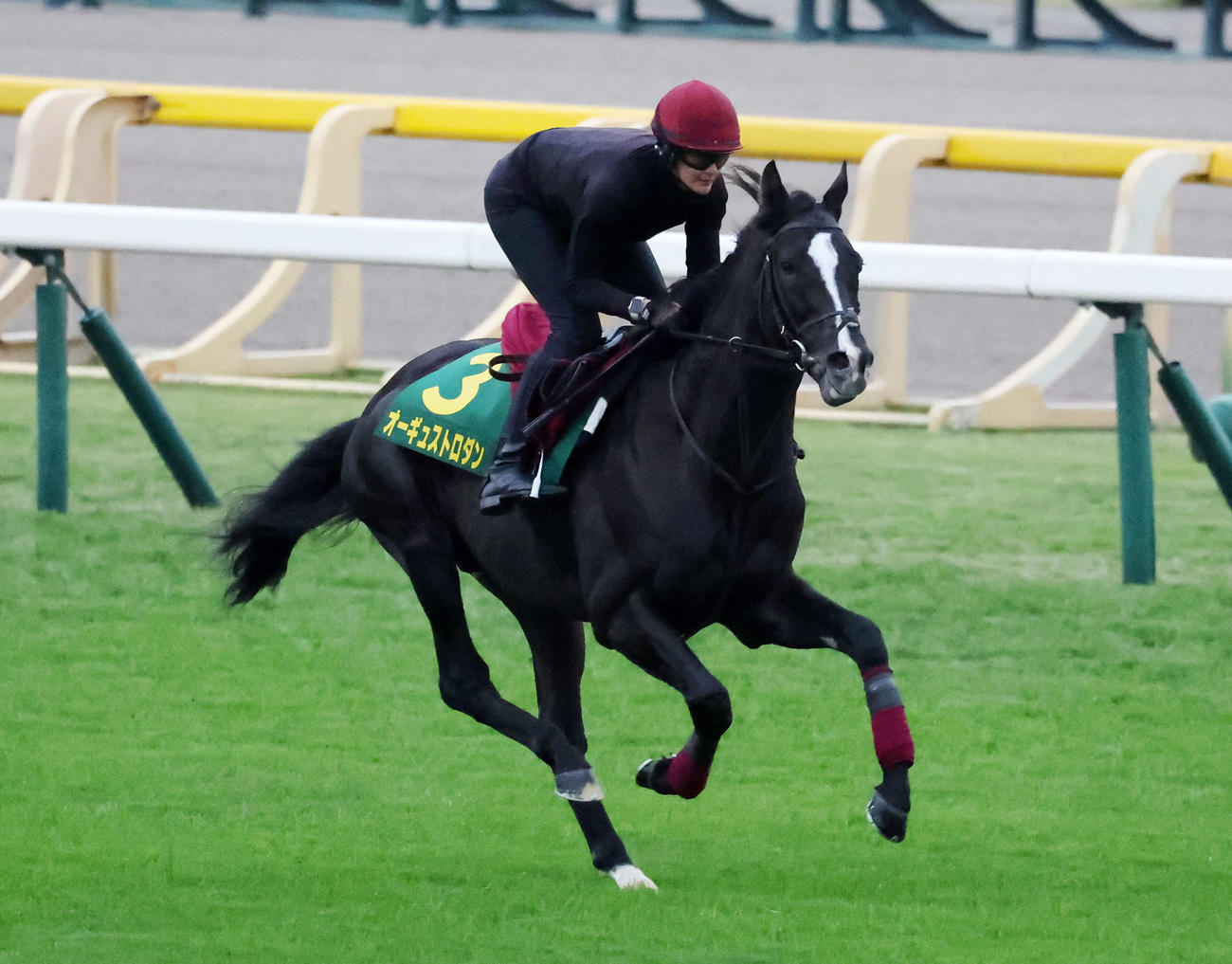 東京競馬場の芝コースで追い切るオーギュストロダン（撮影・鈴木正人）