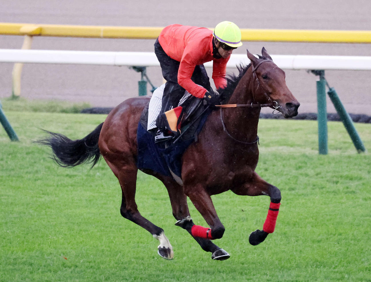 スミヨン騎手を背に東京競馬場の芝コースで追い切るゴリアット（撮影・鈴木正人）