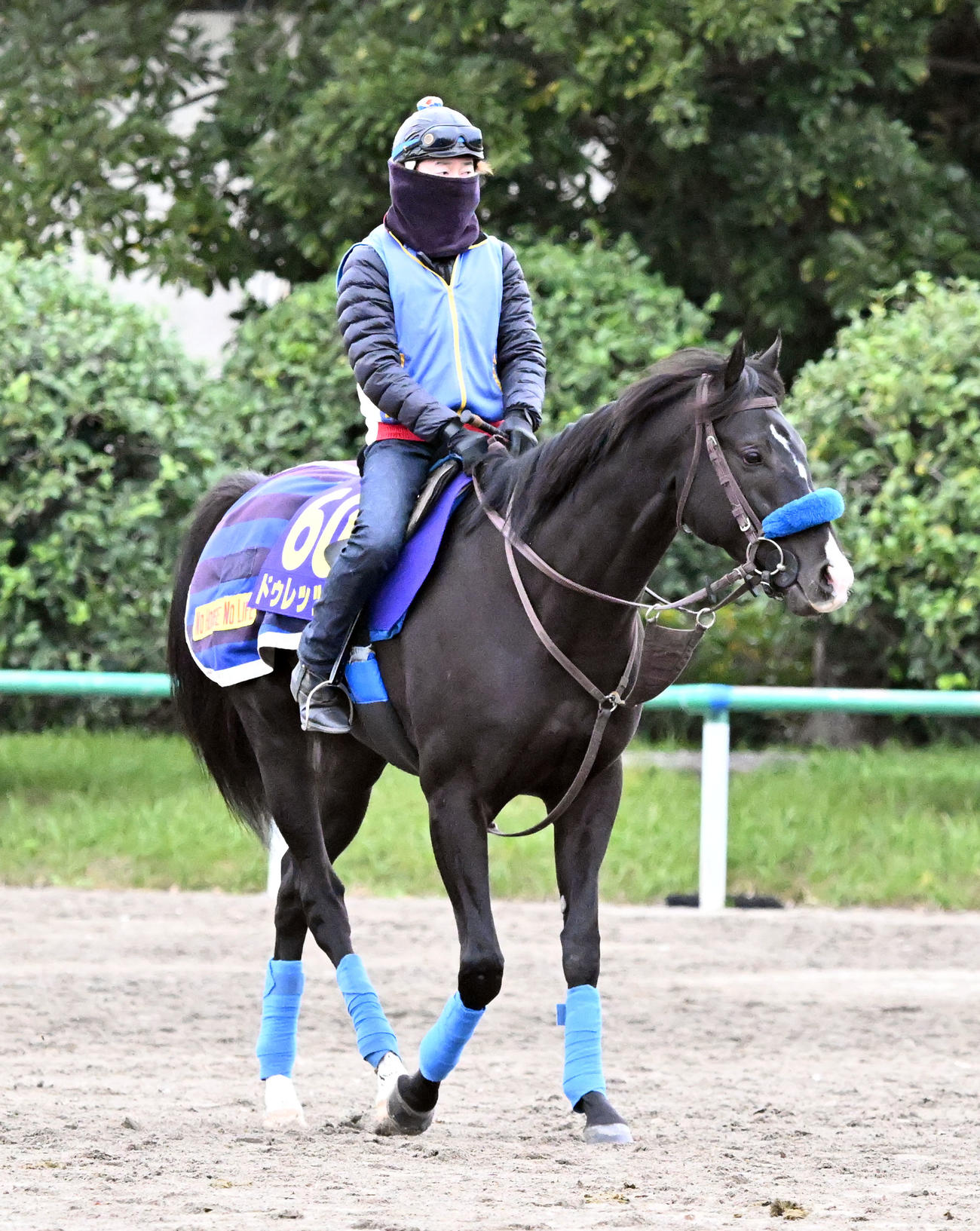 乗り運動するドゥレッツァ（撮影・千葉一成）