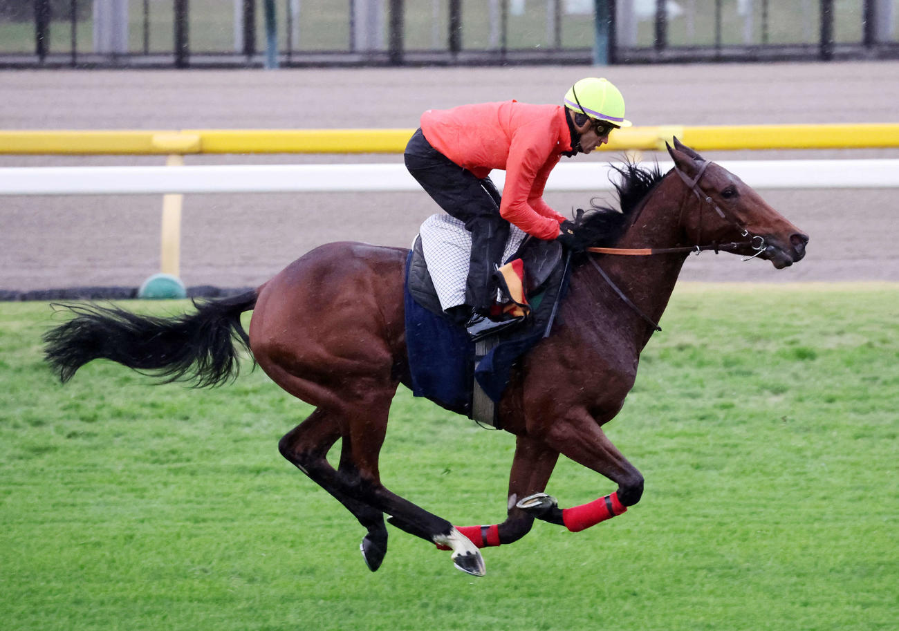 スミオン騎手を背に東京競馬場の芝コースで追い切るゴリアット（撮影・鈴木正人）