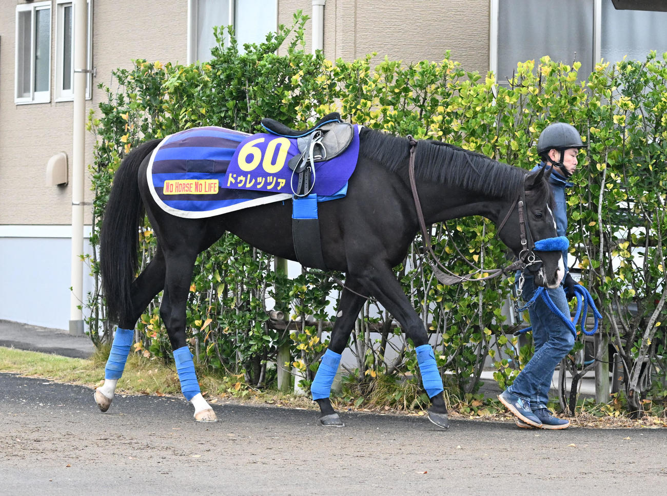 厩舎周りを運動するドゥレッツァ（撮影・千葉一成）