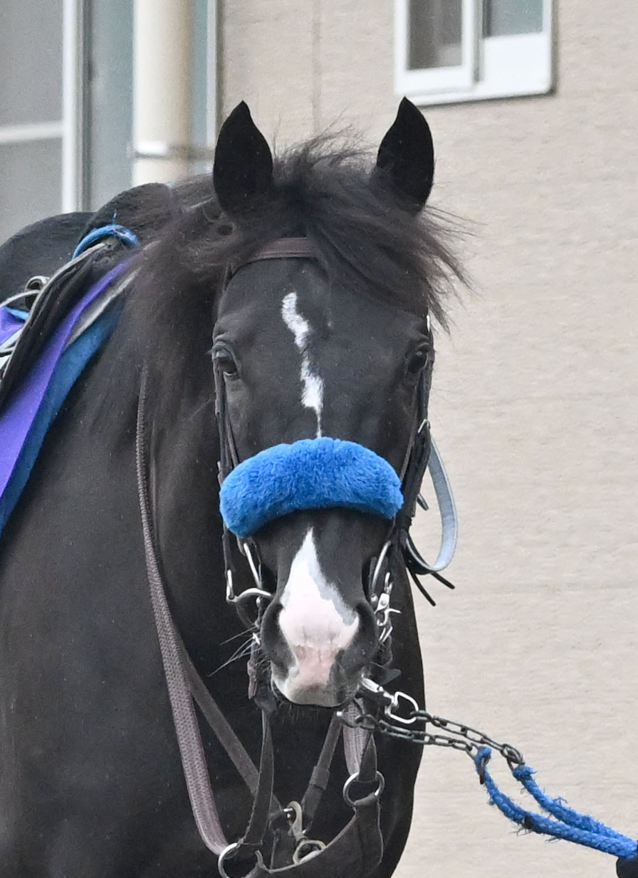 厩舎周りを運動するドゥレッツァ（撮影・千葉一成）