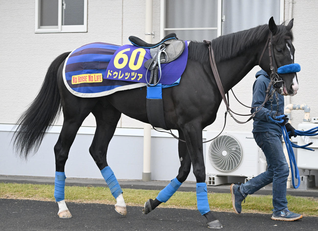 厩舎周りを運動するドゥレッツァ（撮影・千葉一成）