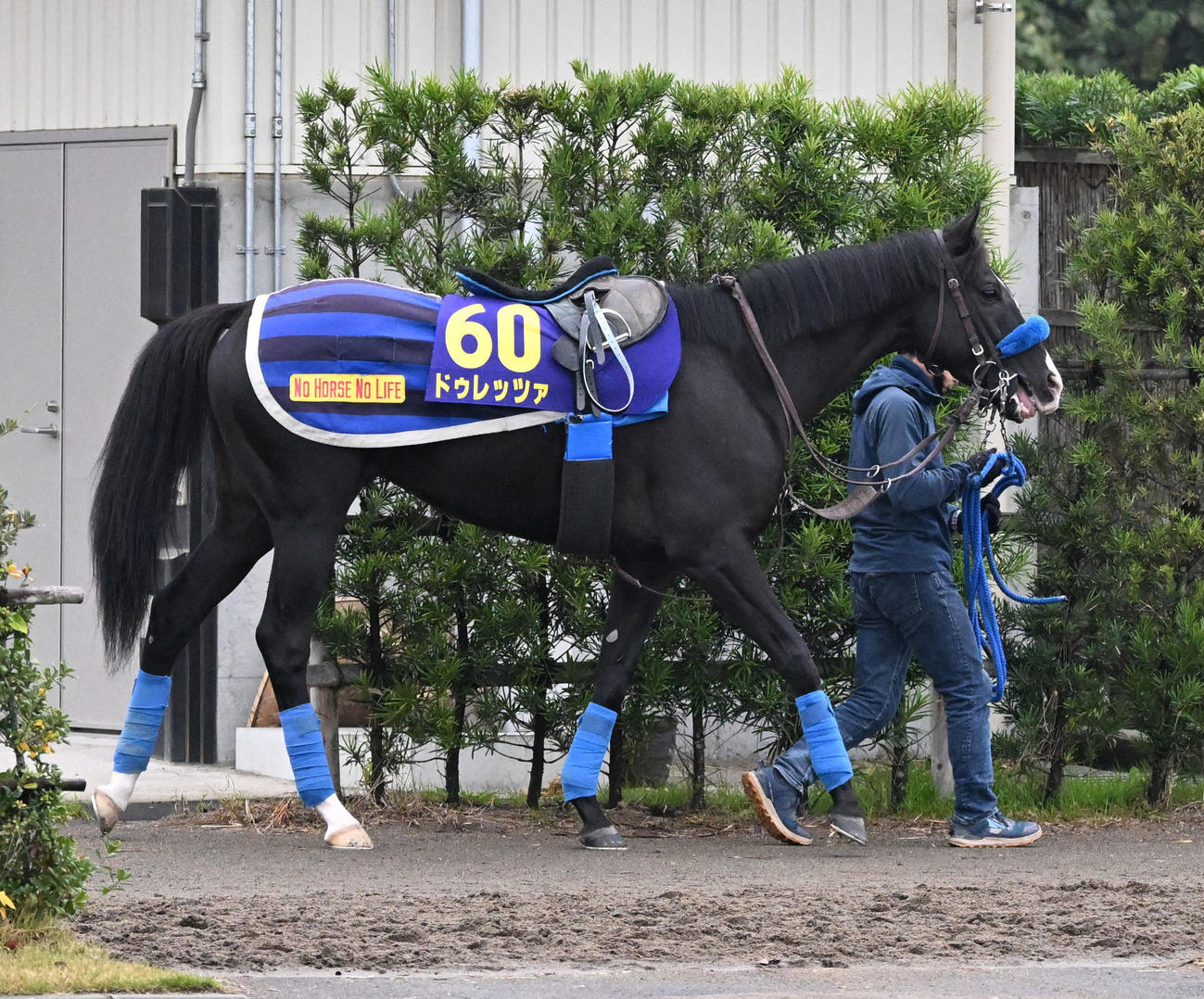 厩舎周りを運動するドゥレッツァ（撮影・千葉一成）