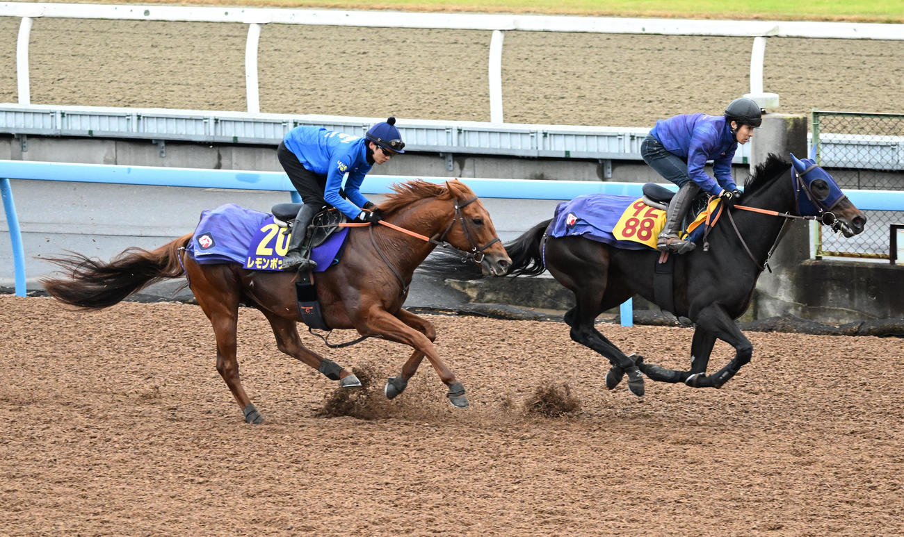 美浦ウッドで坂井騎手を背に2頭併せて追い切るレモンポップ（左）（撮影・千葉一成）