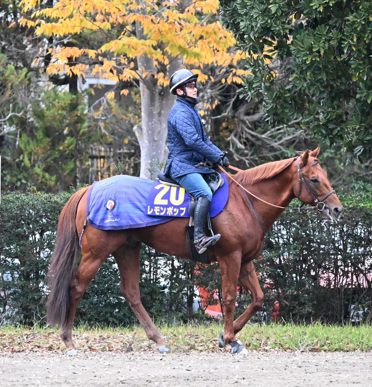 乗り運動するレモンポップ（撮影・千葉一成）