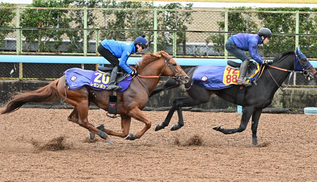 美浦ウッドで坂井騎手を背に2頭併せて追い切るレモンポップ（左）（撮影・千葉一成）