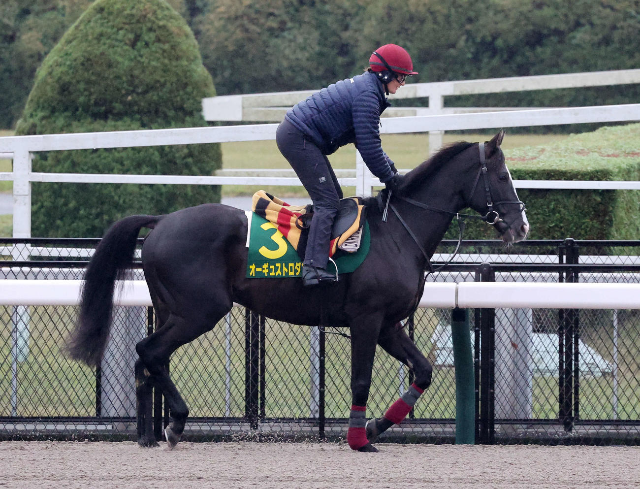 東京競馬場のダートで乗り運動するオーギュストロダン（撮影・鈴木正人）