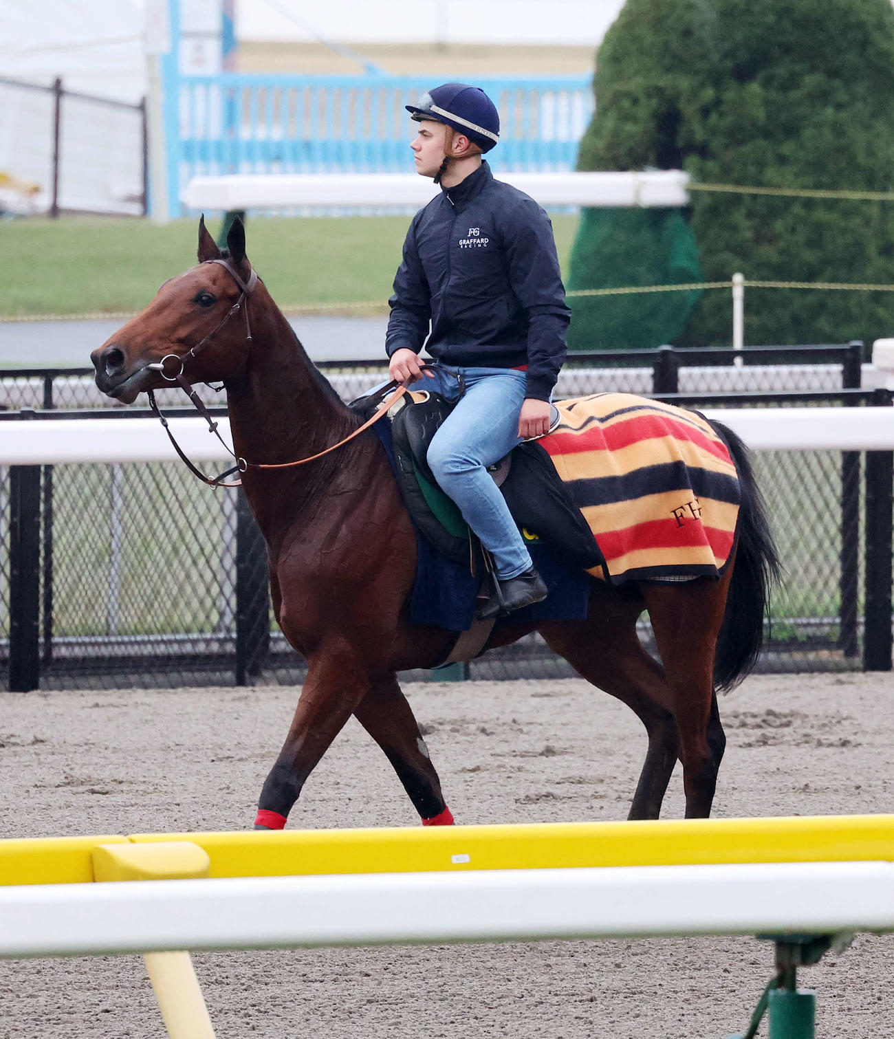 東京競馬場のダートで乗り運動するゴリアット（撮影・鈴木正人）