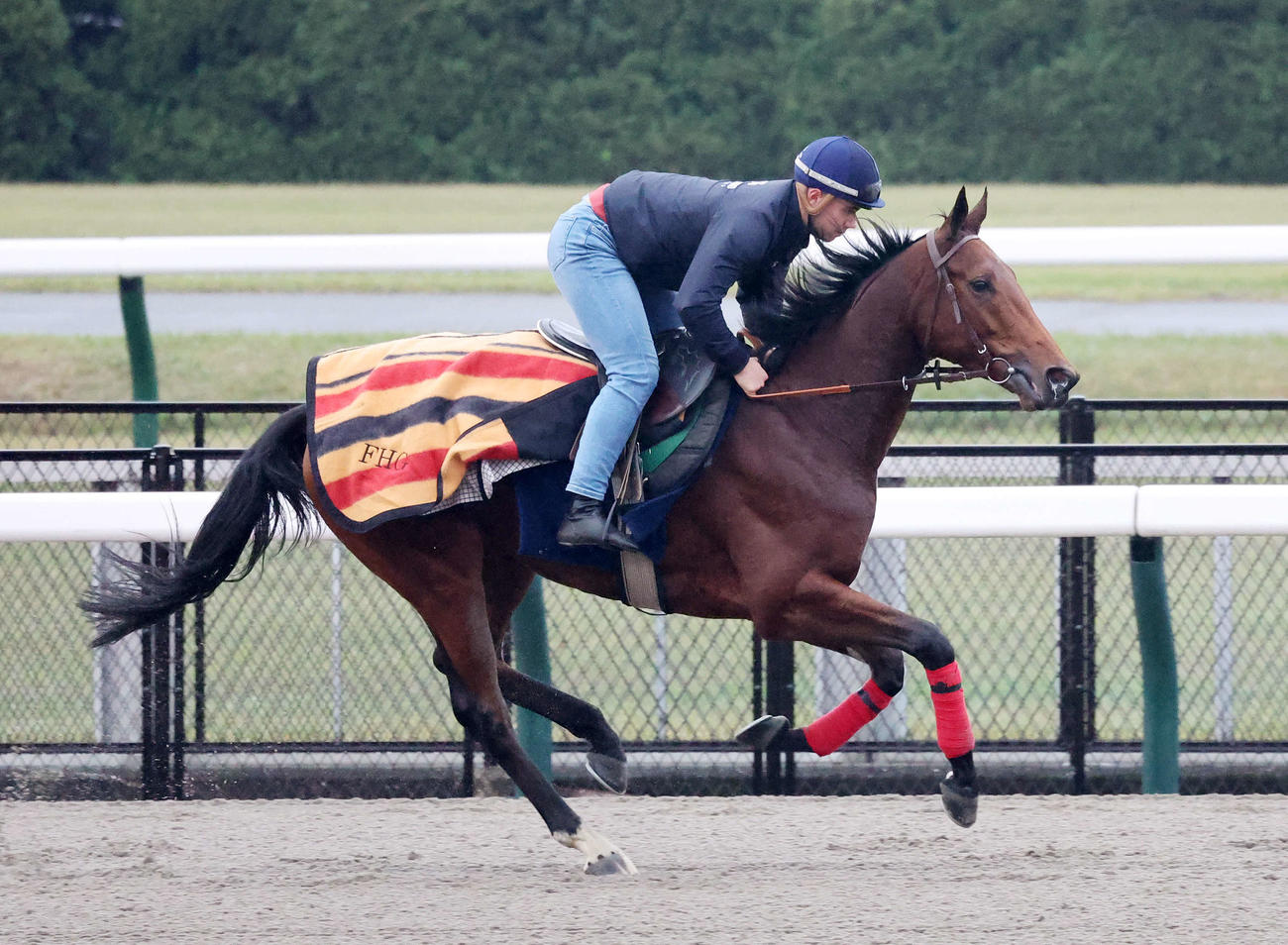 東京競馬場のダートで調整するゴリアット（撮影・鈴木正人）