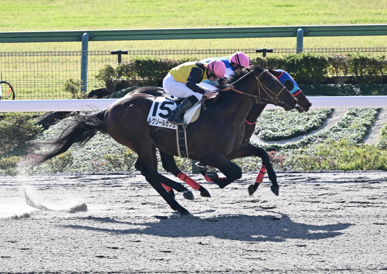 東京1R・2歳未勝利戦を制したルクソールカフェ（手前）と、2着アドマイヤデイトナ（撮影・千葉一成）