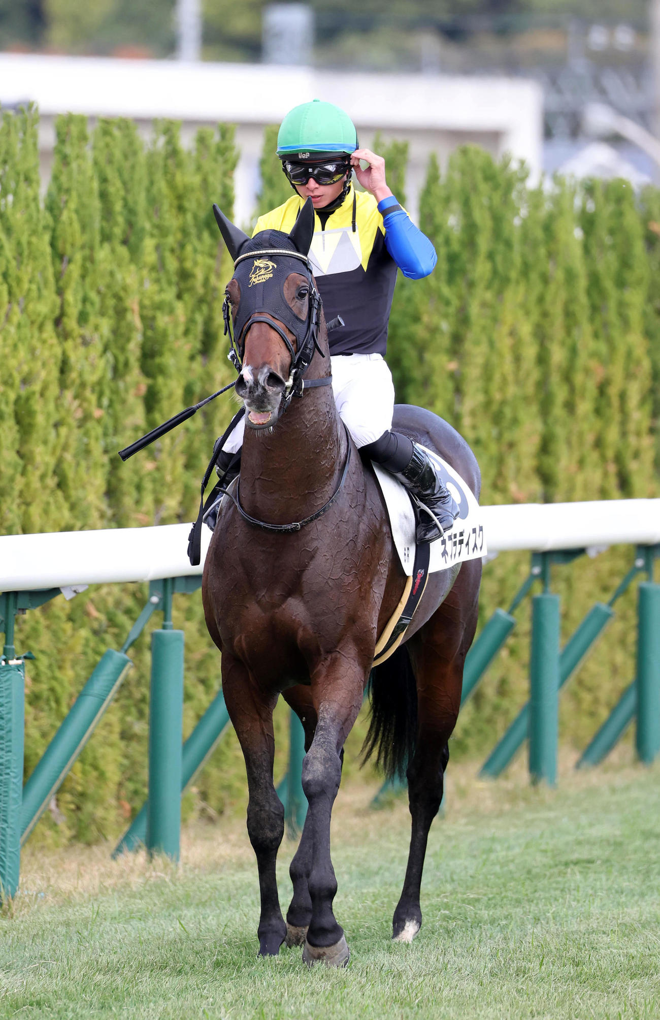 京都6R新馬戦を快勝したネブラディスクとJRA通算500勝を達成した岩田望騎手（撮影・白石智彦）