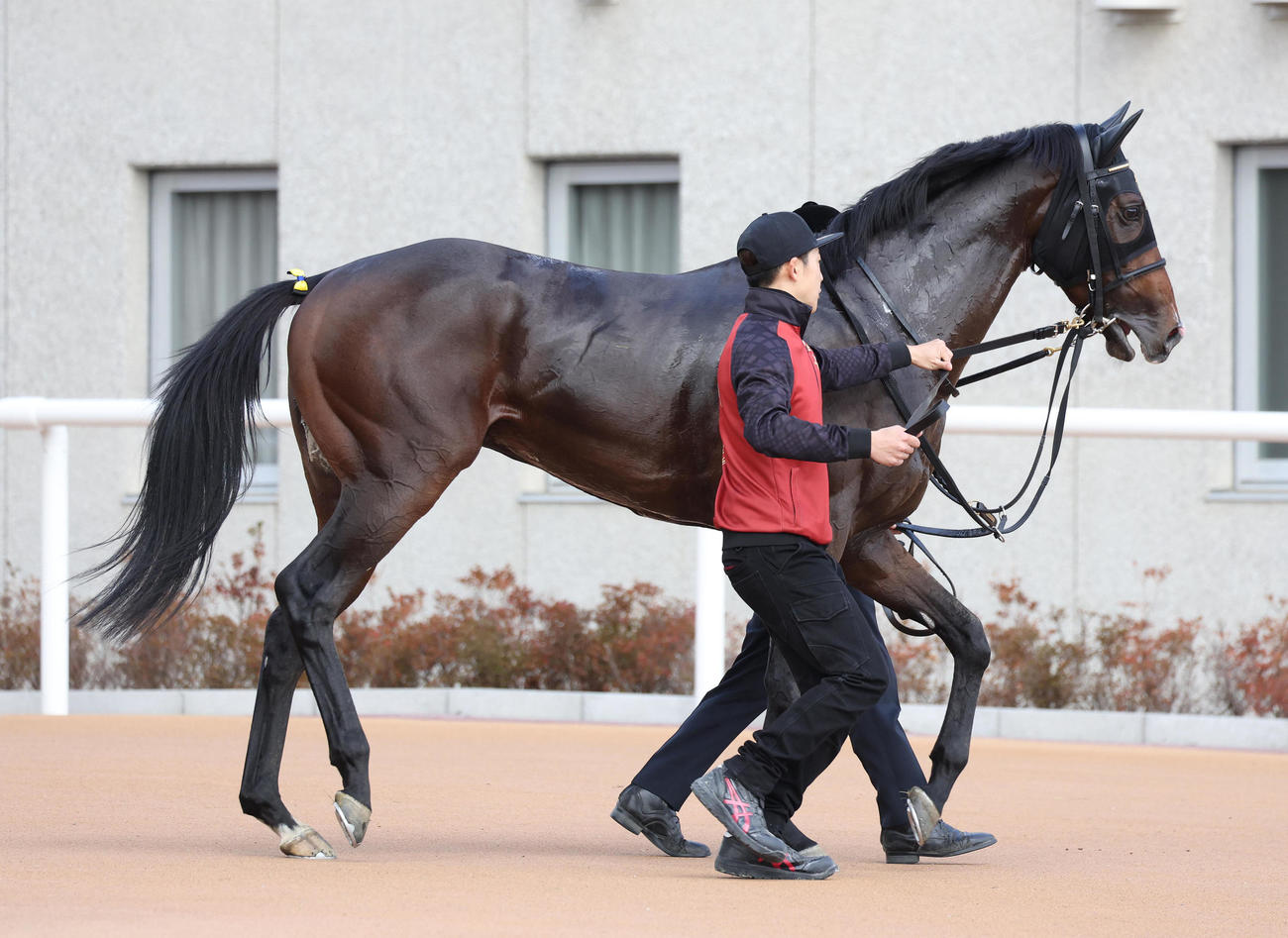 京都6R新馬戦を快勝したネブラディスク（撮影・白石智彦）